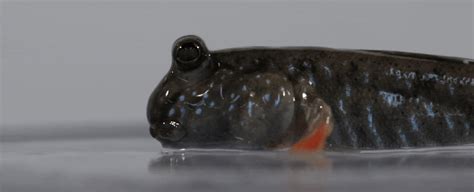 blink fish|This Amphibious Fish May Hold The Secret to The.